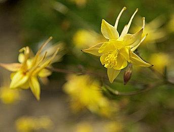 《巫师3》新Mod改善动物和怪物毛发 更逼真细腻